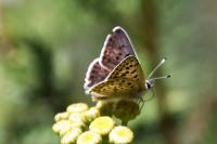 Lycaena tityrus