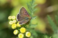 Lycaena tityrus