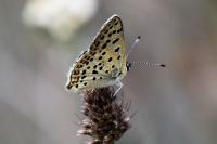 Lycaena tityrus