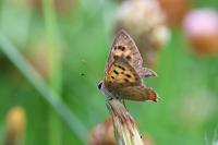 Lycaena phlaeas