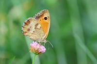 Pyronia tithonus