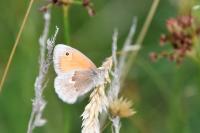 Coenonympha pamphilus
