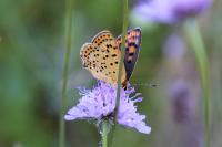 Lycaena tityrus