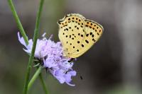 Lycaena tityrus