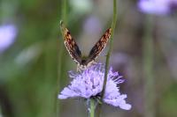 Lycaena tityrus