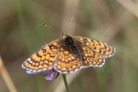 Melitaea cinxia