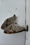Lasiommata megera