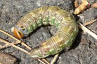 Hyloicus pinastri