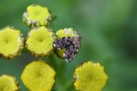 Anthophila fabriciana