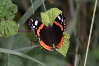 Vanessa atalanta
