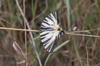 Iphiclides podalirius