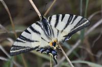 Iphiclides podalirius