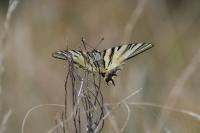 Iphiclides podalirius