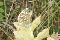 Lysandra bellargus