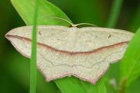 Timandra comae