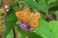 Argynnis paphia