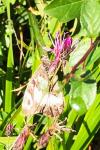 Brintesia circe