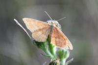 Idaea ochrata