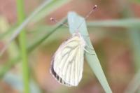 Pieris napi