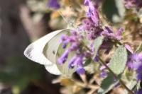 Pieris rapae