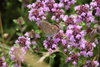 Polyommatus icarus
