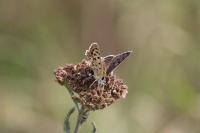 Lycaena tityrus