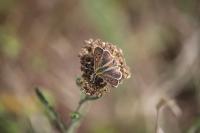 Lycaena tityrus