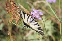 Iphiclides podalirius
