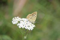 Lycaena tityrus