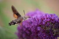 Macroglossum stellatarum