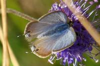 Lampides boeticus