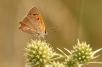 Lycaena phlaeas