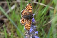 Melitaea cinxia