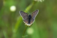 Lycaena tityrus