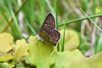 Lycaena tityrus