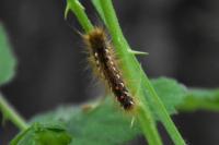 Euproctis chrysorrhoea