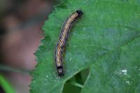 Malacosoma neustria