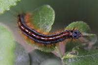 Malacosoma neustria