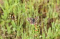 Lycaena tityrus