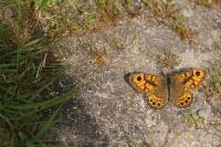Lasiommata megera