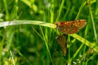 Euphydryas aurinia