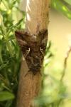 Autographa gamma