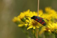 Zygaena filipendulae