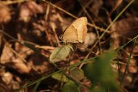 Maniola jurtina