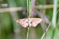Idaea ochrata