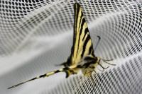 Iphiclides podalirius