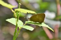 Aphantopus hyperantus