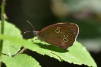 Aphantopus hyperantus