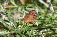 Aphantopus hyperantus