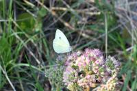 Pieris rapae